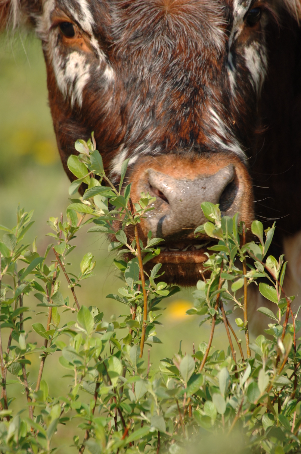 Future Nature — Journal